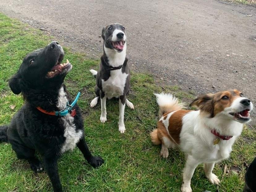 275849203_131074282791425_6272687306539479725_n dog walking